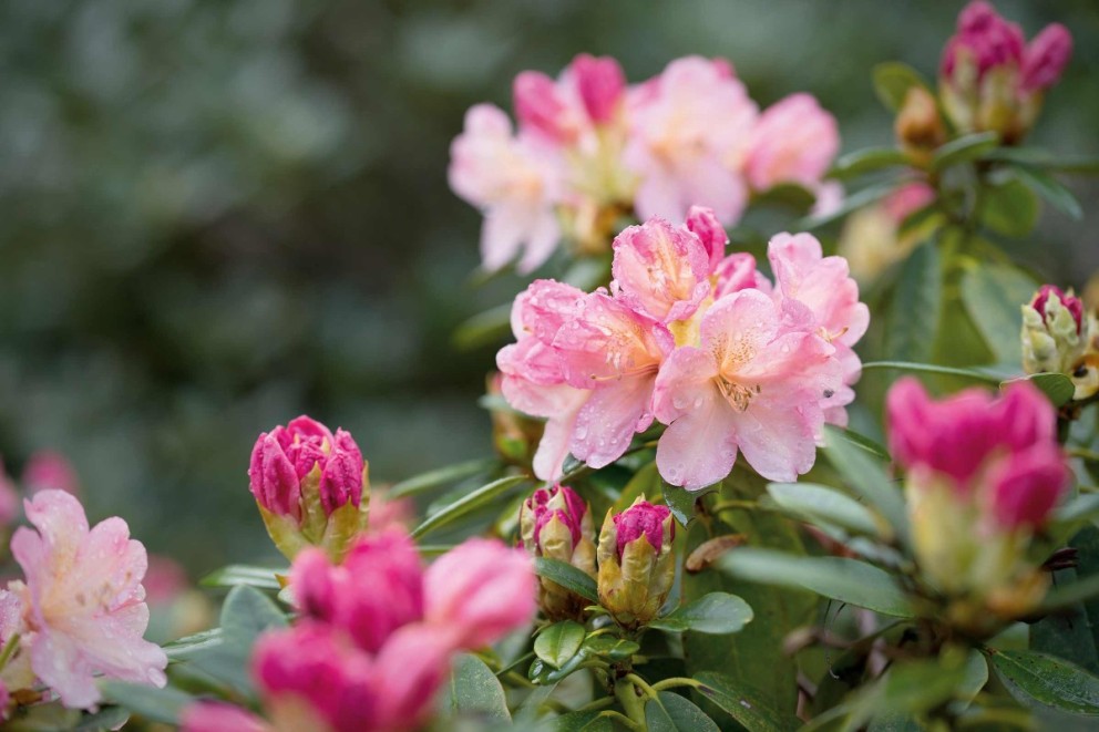 Ako pestovať rododendrony, aby vám robili radosť celý rok