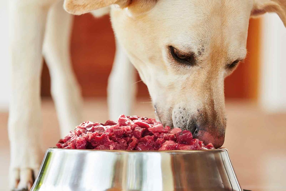 Ako správne kŕmiť psa, aby prežil zdravý a dlhý život | HORNBACH.sk