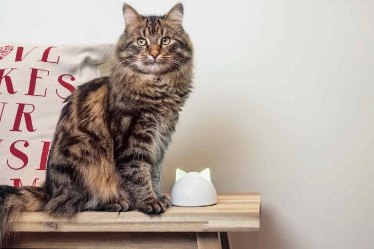 10 tipov, ako zaistiť mačke pevné zdravie