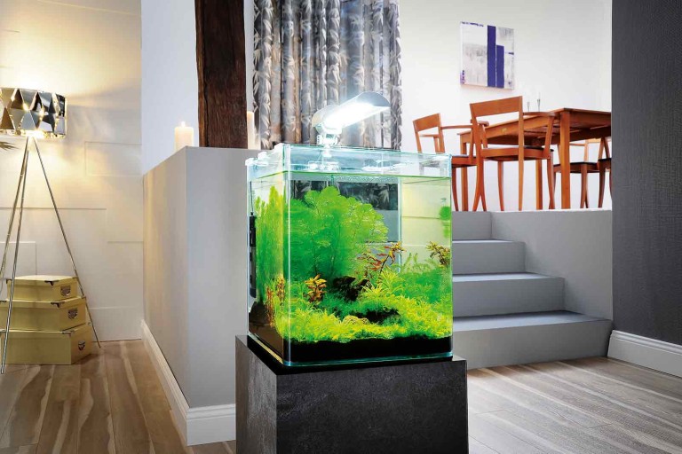 Nano akvárium: dizajnový a minimalistický doplnok