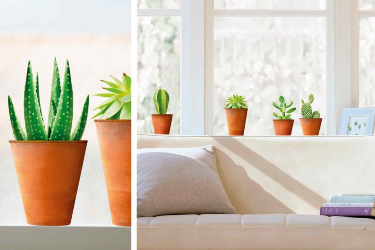 Tipy, ako pestovať kaktusy a sukulenty