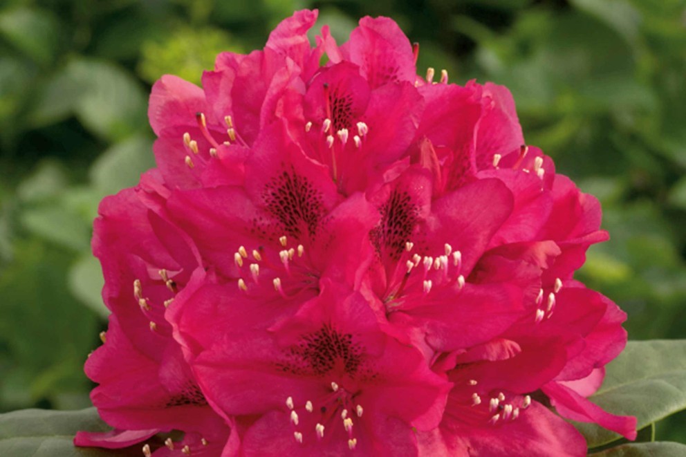 
				Ako pestovať rododendrony

			