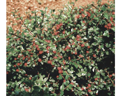 12 x Skalník Dammerov FloraSelf Cotoneaster dammeri radicans 10-15 cm