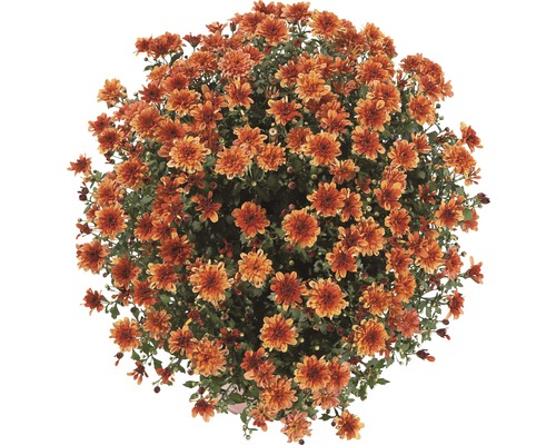 Chryzantéma multiflora kvetináč Ø 19 cm, rôzne farby
