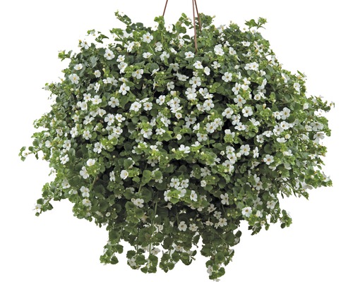 Bakopa FloraSelf FloraSelf Sutera (Bacopa) cordata biela Ø 10,5 cm kvetináč