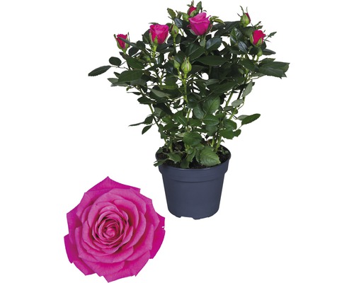 Ruža FloraSelf Rosa Hybride „Regina“ 30-40 cm Ø 13 cm kvetináč