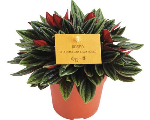 Pieprovec trpasličí FloraSelf Peperomia rosso 15-20 cm kvetináč Ø 10,5 cm