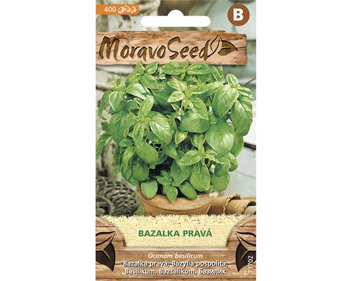 Bazalka pravá zelená semená MoravoSeed