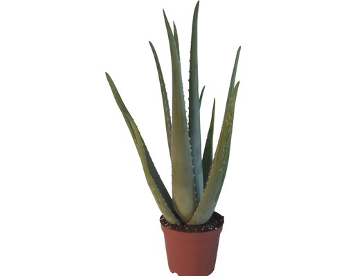 Aloe vera FloraSelf 20-30 cm kvetináč Ø 14 cm