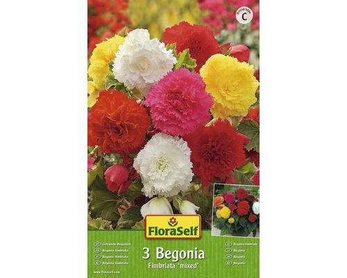 Begónia 'Fimbriata' FloraSelf® mix 3 ks