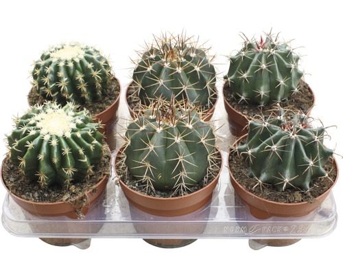 Kaktus FloraSelf Cactus 15-20 cm kvetináč Ø 13 cm rôzne druhy
