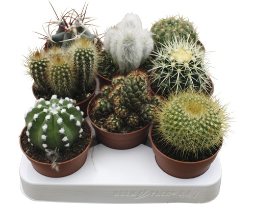 Kaktusy Mix FloraSelf Cactus V 15-20 cm Ø kvetináča 8,5 cm rôzne druhy