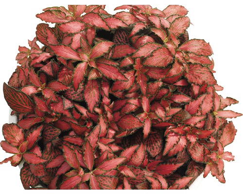 Fitónia Verschaffeltova FloraSelf Fittonia verschaffeltii „Forest Flame“ 10 cm kvetináč Ø 12 cm