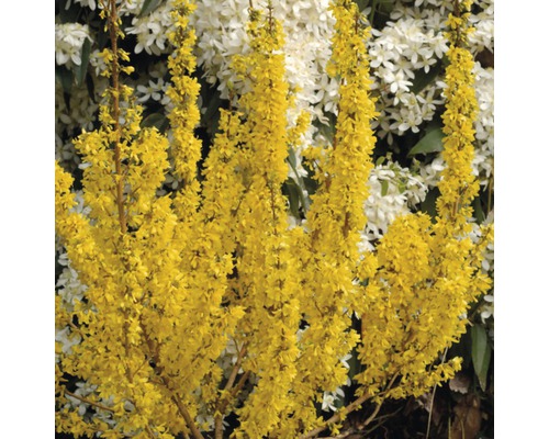 Zlatovka prostredná, FloraSelf Forsythia intermedia 'Goldrausch' 50-60 cm kvetináč 4 l