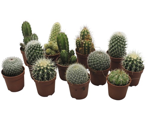 Kaktus FloraSelf Cactus 6,5-8,5 cm kvetináč Ø 6,5 cm rôzne druhy