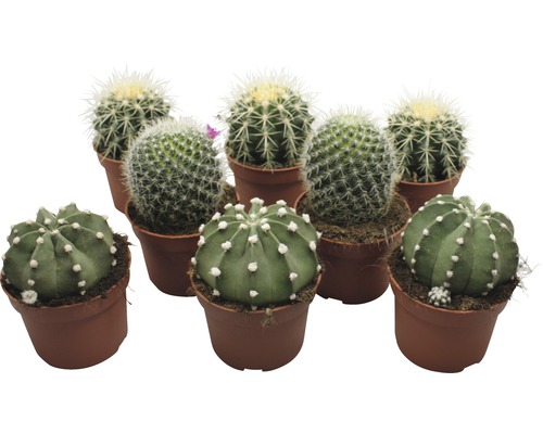Kaktus FloraSelf Echinocactus 10,5-11,5 cm kvetináč Ø 10,5 cm rôzne druhy