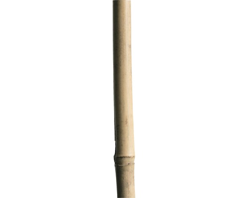 Bambusová oporná tyčka 210 cm 18/20 mm, prírodná