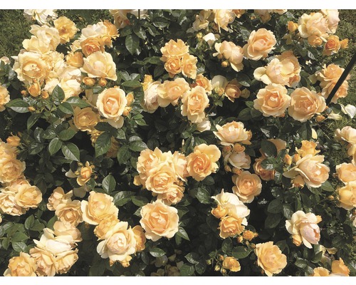 Záhonová ruža Rosen Tantau Rosa x Hybrid 'Hansestadt Rostock' s balom