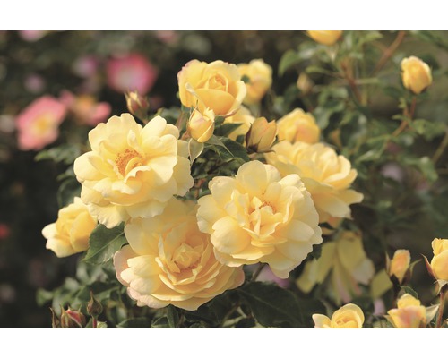 Pôdopokryvná ruža Rosen Tantau Rosa x Hybrid 'Candela' s balom