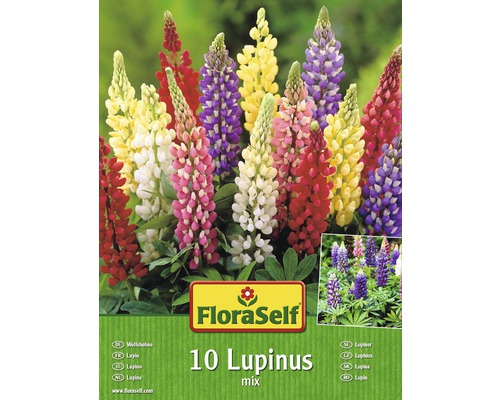 Lupina FloraSelf Lupinus zmes farieb 10 ks