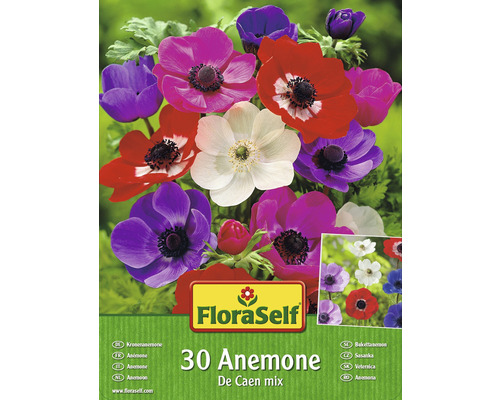 Sasanka FloraSelf Anemone 'De Caen' zmes farieb 30 ks