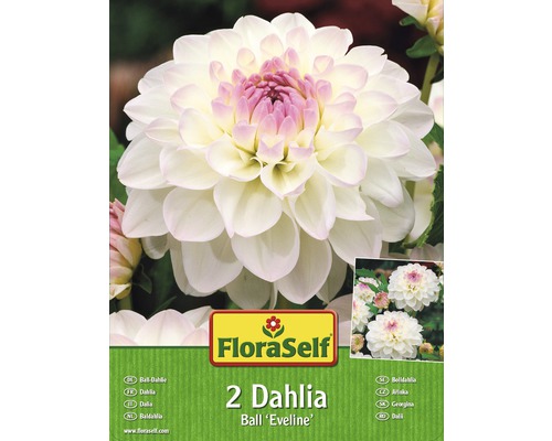 Dahlia Ball "Eveline" FloraSelf 2 ks