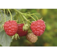 Malina letná Hof:Obst Rubus idaeus 'Tula Magic'® 30-40 cm kvetináč 3,4 l-thumb-0
