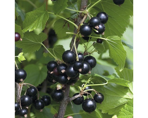 Ríbezle čierne Ribes nigrum 'Ben Tirran' ® V 30-40 cm kvetináč 3,4 l