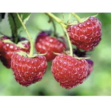 Malina letná Hof:Obst Rubus idaeus 'Tula Magic'® 30-40 cm kvetináč 3,4 l-thumb-2