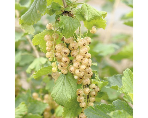 Biela ríbezľa Hof:Obst Ribes rubrum 'Werdavia' 30-40 cm kvetináč 3,4 l