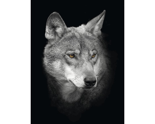 Obraz bez rámu Vlk 24x30 cm