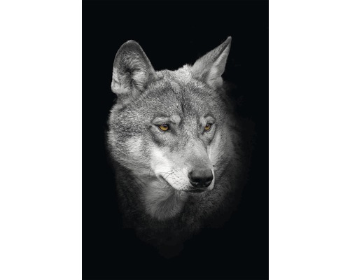 Obraz na plátne Vlk 40x50 cm