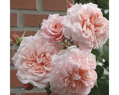 Popínavá ruža - rôzne odrody 60-80 cm kvetináč 5 l ružová, tmavoružová