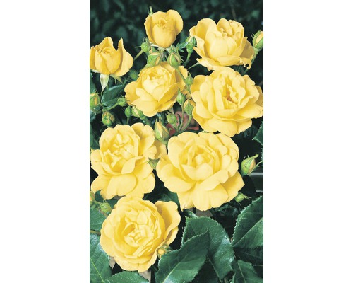 Záhonová ruža - rôzne odrody 10-20 cm kvetináč 5 l žltá, oranžová