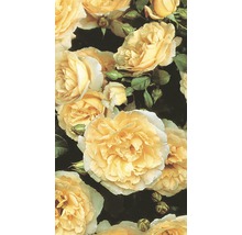 Popínavá ruža - rôzne odrody 60-80 cm kvetináč 5 l žltá-thumb-2