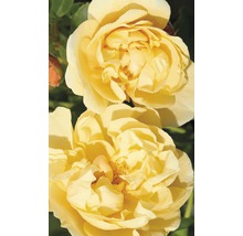Popínavá ruža - rôzne odrody 60-80 cm kvetináč 5 l žltá-thumb-0