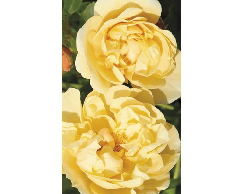 Popínavá ruža - rôzne odrody 60-80 cm kvetináč 5 l žltá