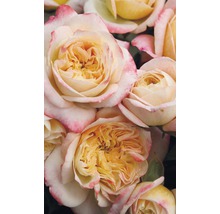 Ruže - rôzne druhy 10-20 cm kvetináč 5 l žltá, oranžová-thumb-0
