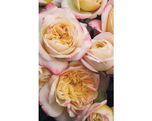 Ruže - rôzne druhy 10-20 cm kvetináč 5 l žltá, oranžová