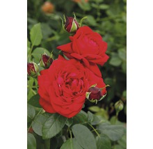 Ruže - rôzne odrody10-20 cm kvetináč 5 l červená, tmavočervená-thumb-0