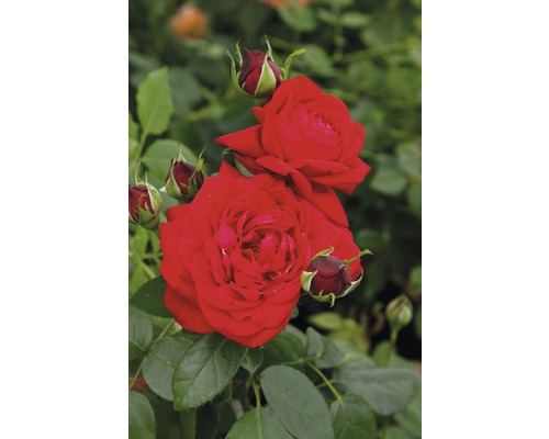 Ruže - rôzne odrody10-20 cm kvetináč 5 l červená, tmavočervená