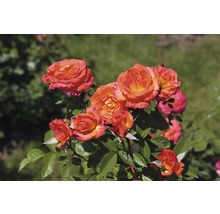 Ruže - rôzne druhy 10-20 cm kvetináč 5 l žltá, oranžová-thumb-2