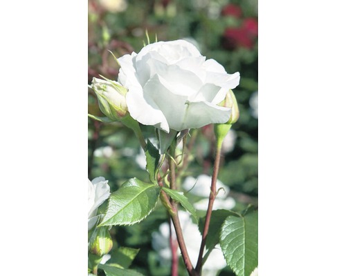 Vonná ruža - rôzne odrody 10-20 cm kvetináč 5 l biela, krémová