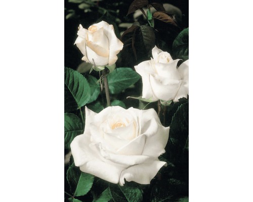 Šľachtená ruža - rôzne odrody10-20 cm kvetináč 5 l biela, krémová