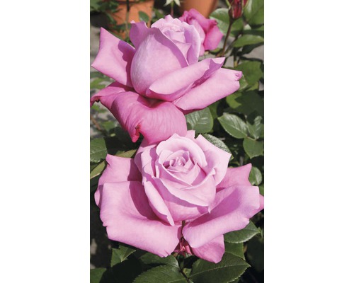 Vonná ruža - rôzne odrody 10-20 cm kvetináč 5 l ružová, tmavoružová