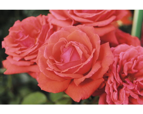 Voňavá ruža - rôzne odrody 10-20 cm kvetináč 5 l červená, tmavočervená