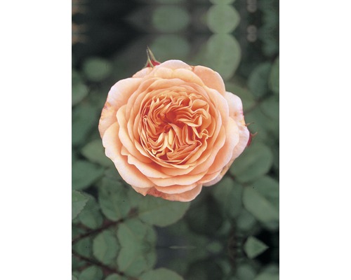 Vonná ruža - rôzne druhy 10-20 cm kvetináč 5 l žltá, oranžová
