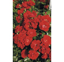 Záhonová ruža - rôzne odrody 10-20 cm kvetináč 5 l červená, tmavočervená-thumb-2