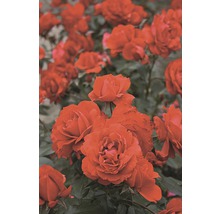 Záhonová ruža - rôzne odrody 10-20 cm kvetináč 5 l červená, tmavočervená-thumb-0