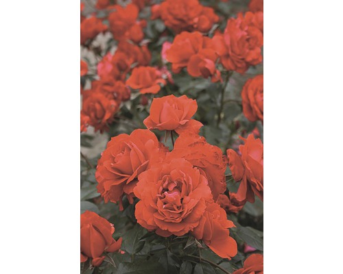 Záhonová ruža - rôzne odrody 10-20 cm kvetináč 5 l červená, tmavočervená